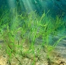 ✓Чим водорості відрізняються від рослин